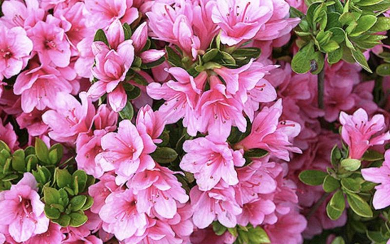 Variété 'Kirin'