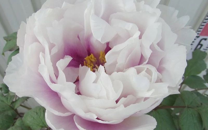 Variété 'Kenshunmon'