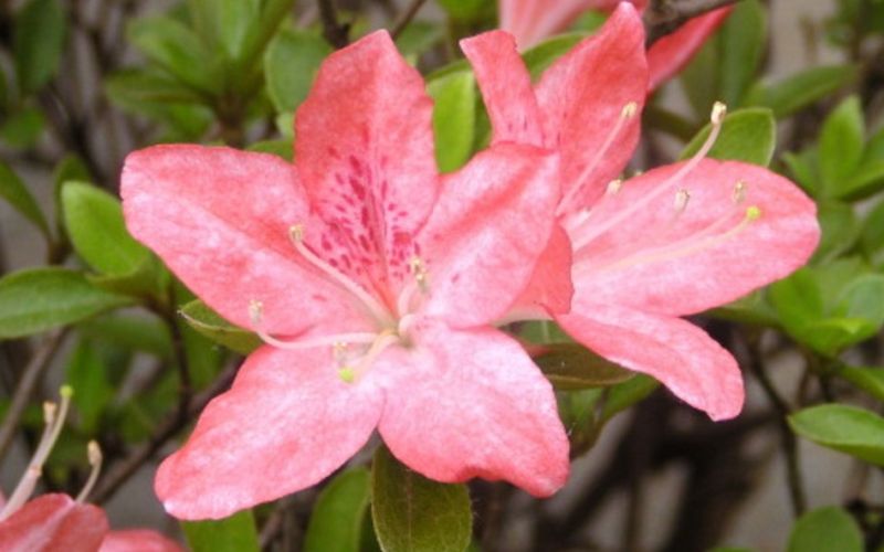 Variété 'Kono-hana'