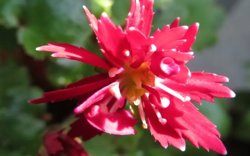 Variété 'Kurokoma'
