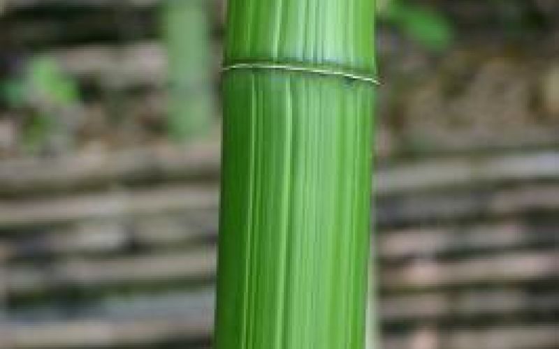 Variété 'Katashibo'