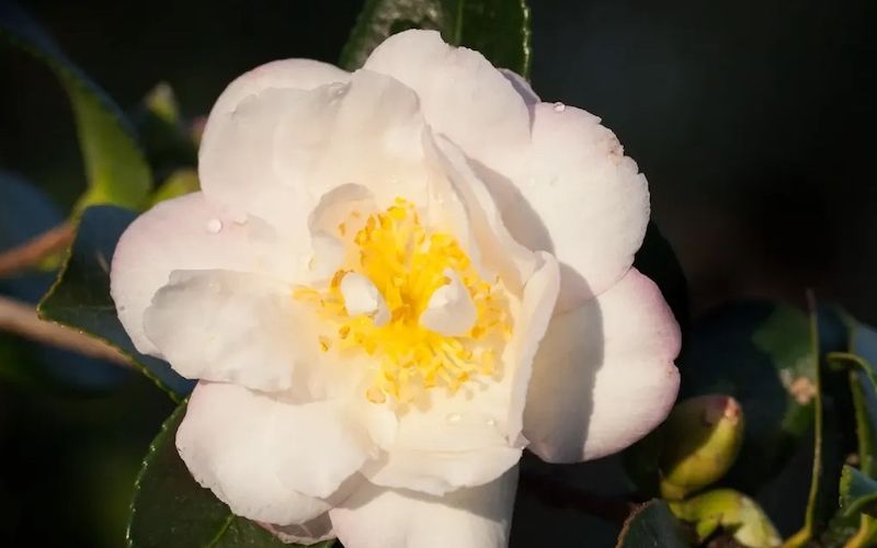 Variété 'Kira-shiro-kantsubaki'