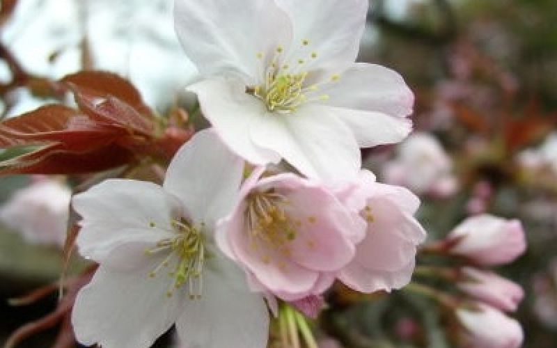 Variété 'Kinugasa'