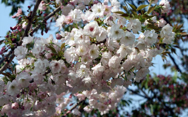Variété 'Yae-nioi'
