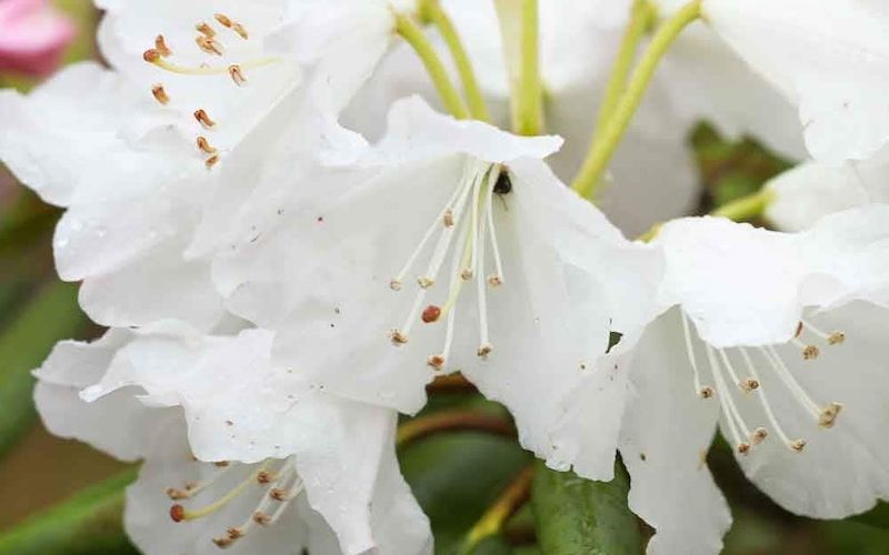 Variété 'Ginrei'