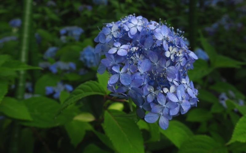 Variété 'Hachibuse-temari'