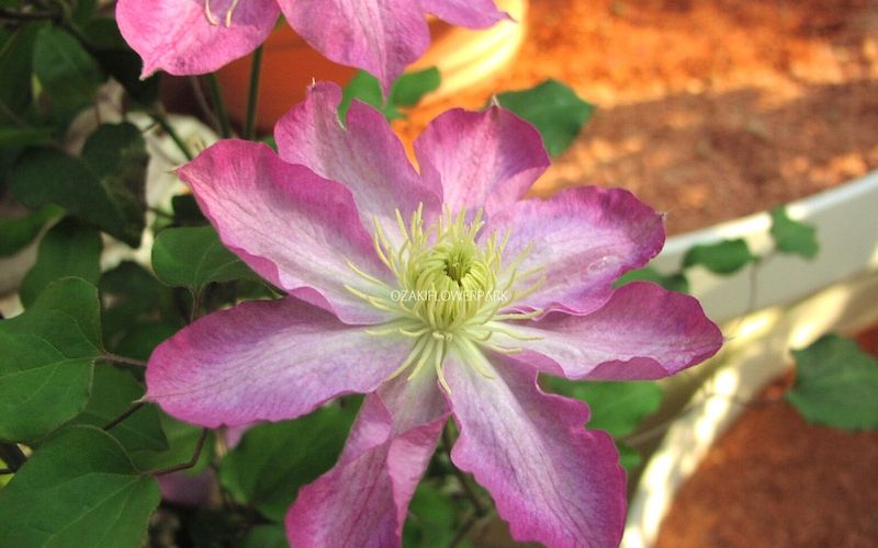 Variété 'Asao'