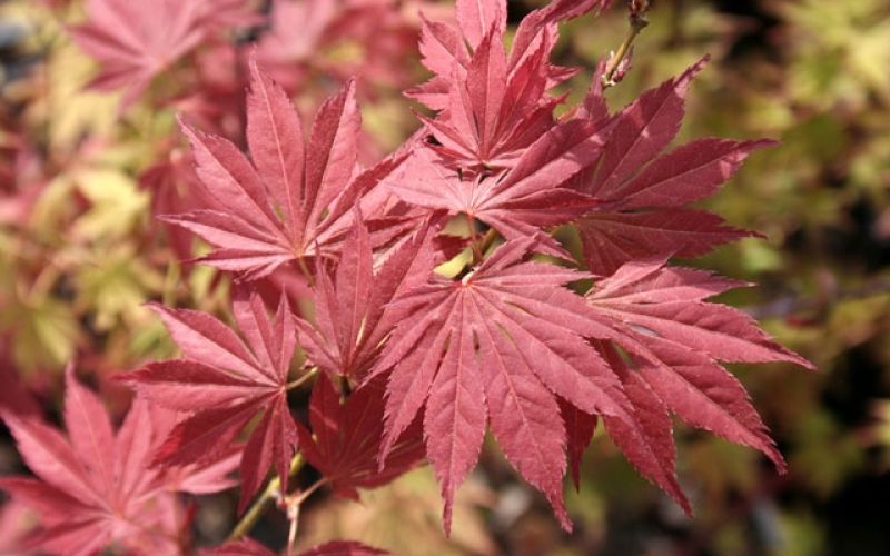 Variété 'Akegarasu'