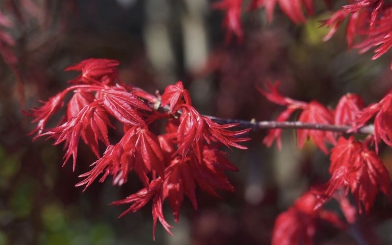 Variété 'Deshōjō'