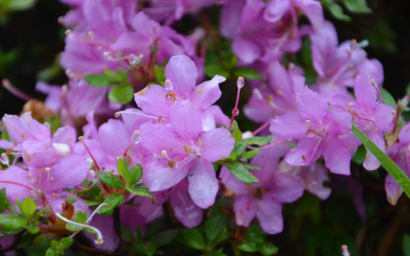 Variété 'Fugen-no-tsuki'