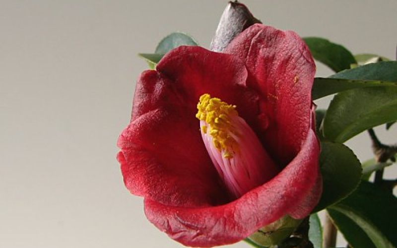 Variété 'Kon-wabisuke'