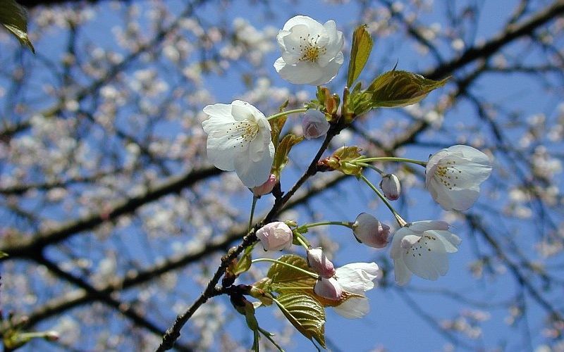 Variété 'Funabara-yoshino'