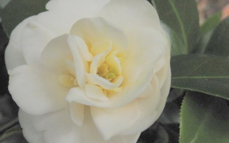 Variété 'Botan-yuki'