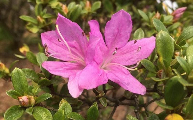 Variété 'Kiritsubo'