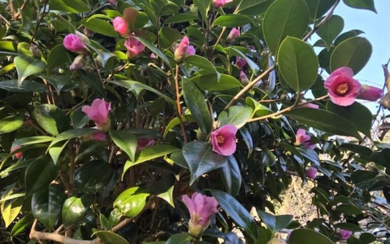 Variété 'Kibi'