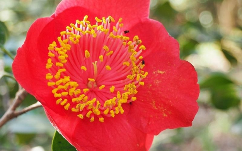 Variété 'Hi-no-maru'