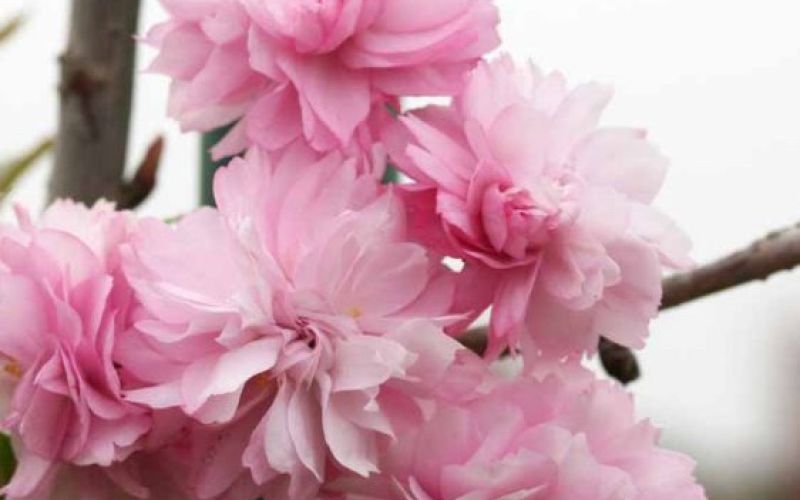 Variété 'Kiku-shidare'