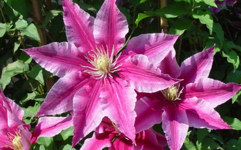Variété 'Hinata'