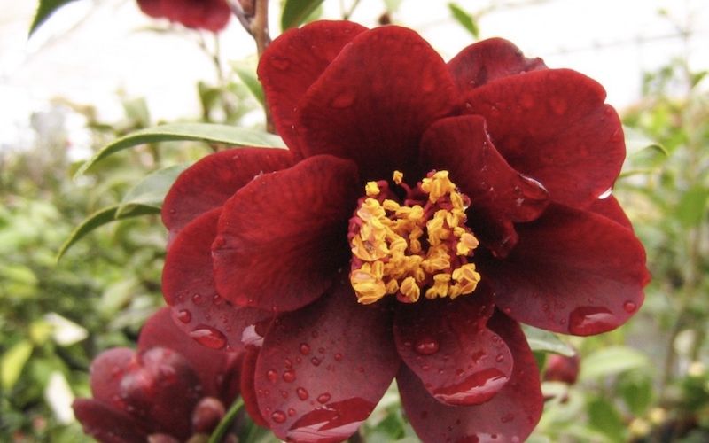 Variété 'Kurotsubaki'