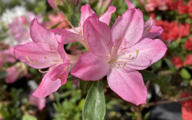 Variété 'Kimigayo'