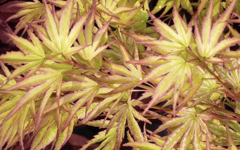 Variété 'Higasa-yama'