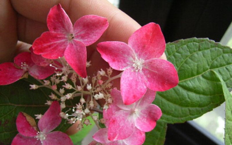 Variété 'Benibana-amacha'